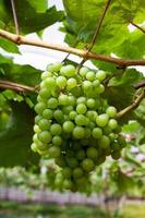 Fresh Green grapes photo
