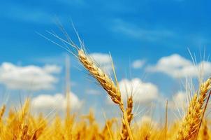 golden barley on field under blue sky photo