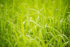 close up green paddy rice background.