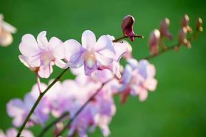 Pink dendrobium orchid flower
