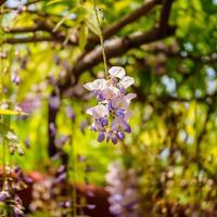 serie de flores de primavera, glicina púrpura foto