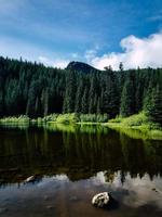 Green pine trees in Oregon photo