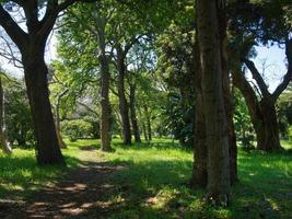 Forest path in spring photo