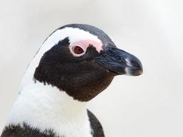 Retrato de pingüino africano