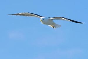 gaviota cocinera en vuelo foto