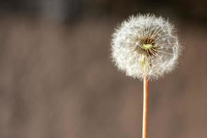 Dandelion fluff with seeds photo