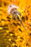 macro de abeja de polen foto