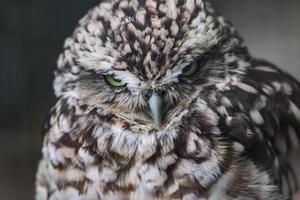 Angry looking owl photo