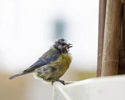 Wet blue tit photo