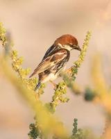Spanish sparrow at golden hour photo