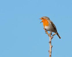 Robin perched on branch photo