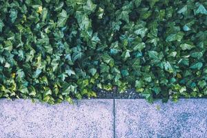 Green plants with sidewalk photo