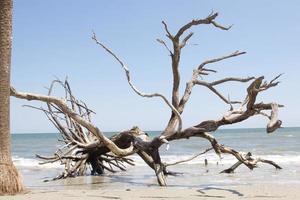 Driftwood tree on a beach