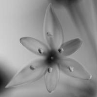 Wild garlic abstract in black and white photo