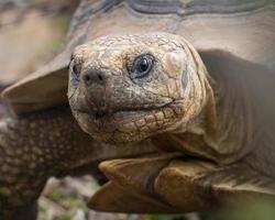 Portrait of tortoise photo