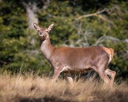 Female red deer photo
