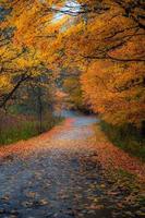 Autumn leaves covering a road photo