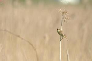 Bird on perched on a dried flower photo