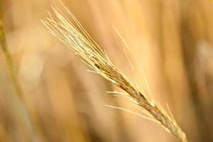 Ripe wheat in a field photo