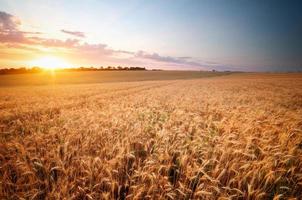 Meadow of wheat. photo