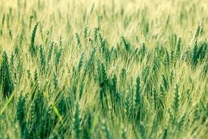 Unripe wheat photo