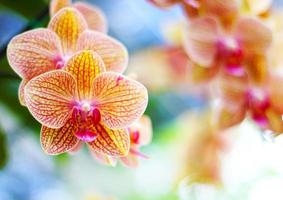 Beautiful Orchids photo