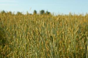 Field of wheat photo