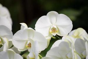 orchid flower photo