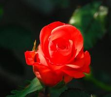 Beautiful red Rose