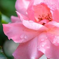 beautiful romantic pink roses flowers with water drops