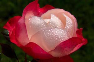 Valentine pink Rose.