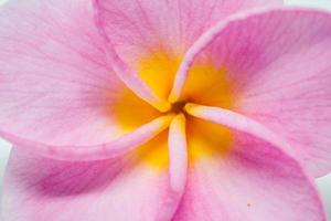 Cierre de flores de plumeria rosa o frangipani para el fondo