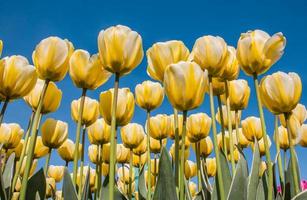 White and yellow tulips against a blue sky