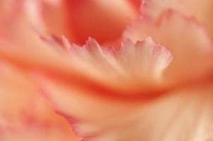 Carnation flower fragment
