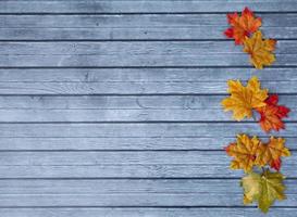 Autumn Leaves Thanksgiving Background