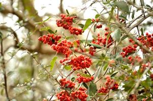 Firethorn (pyracantha) bush berries