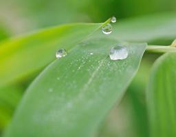 Plant leaf with water drops photo