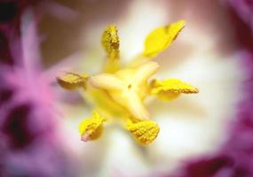 Macro shot of purple flower with yellow pollens inside photo
