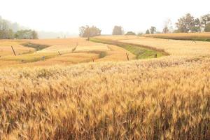 campo de cebada de agricultura escena rural foto