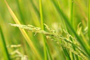 rice field photo