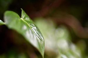leaf photo
