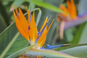 Tropical flower strelitzia, bird of paradise photo