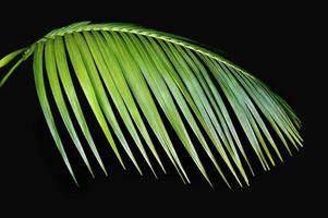 fronda de palma verde agasint negro