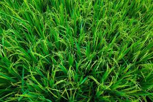 Lush green paddy field background photo