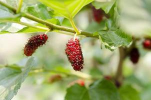 Mulberry fruits in nature backgrounds. photo