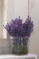 Lavender Vase photo
