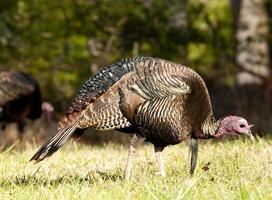 Large male wild turkey feeding in short grass. photo