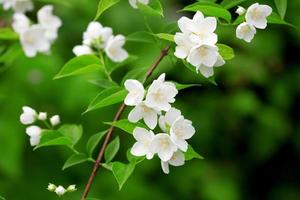 Beautiful blossoming branch of jasmine