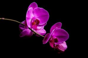 flores de orquídea sobre fondo negro foto
