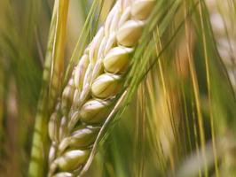 Ear of wheat macro photo